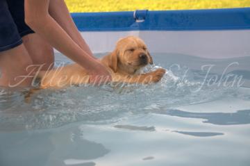 ALLEVAMENTO DI LABRADOR CUCCIOLO CHE IMPARA A NUOTA